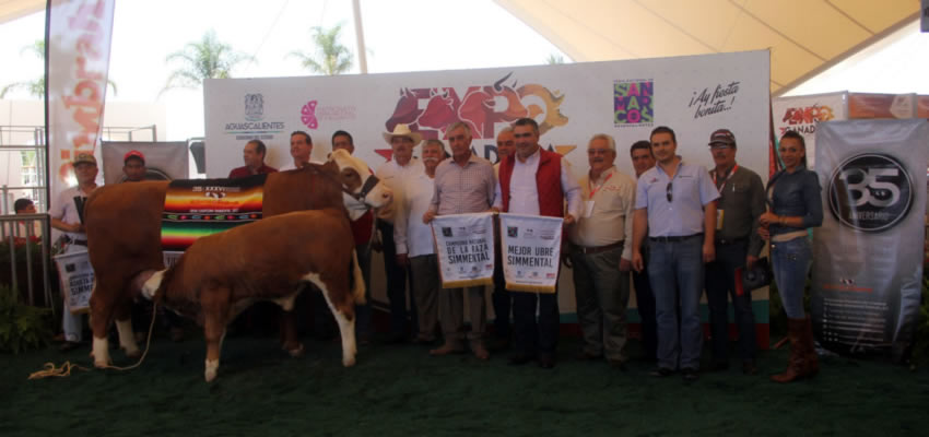 Uno de los motivos para criar la raza Simmental es que son animales de doble propósito en la producción de leche y carne