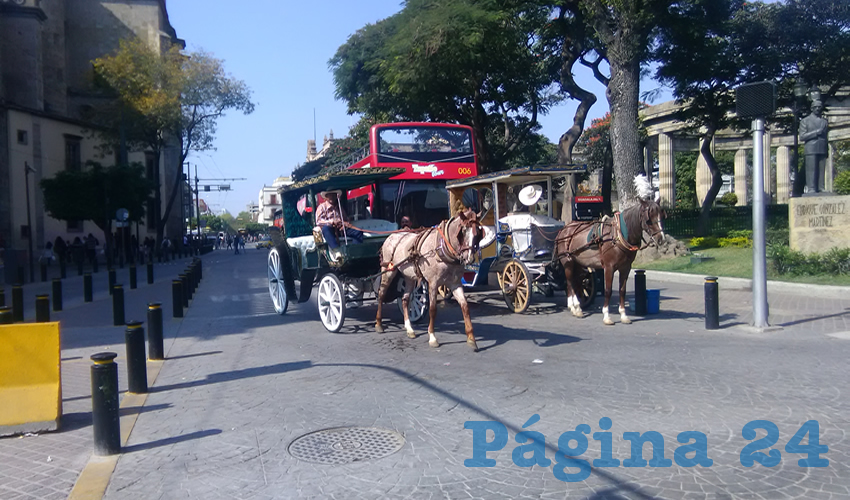 Cada vez falta menos tiempo para que el ayuntamiento tapatío saque de circulación los tradicionales carruajes tirados por caballos, pues los choferes deben aceptar el comodato y la renovación si no quieren perder su fuente de trabajo: la fecha límite es el domingo 7/Foto: Elizabeth Ríos Chavarría