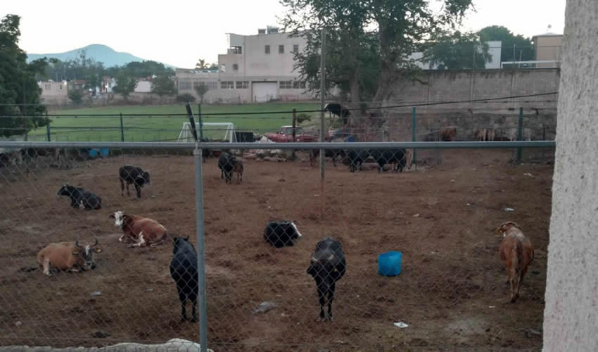 Huele horrible y se hace un enjambre de moscas, además de que el ruido es insoportable, tronaron vecinos de Lomas del Paraíso sobre el clandestino criadero de vacas; aunque el encargado del lugar les dijo que sería temporal, esto no es así y nadie lo mete en cintura/Foto: Francisco Tapia
