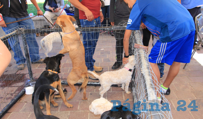 Esta actividad es desarrollada por la asociación de rescate y cuidado animal, denominada Dog Love Zacatecas (Foto Rocío Castro Alvarado)