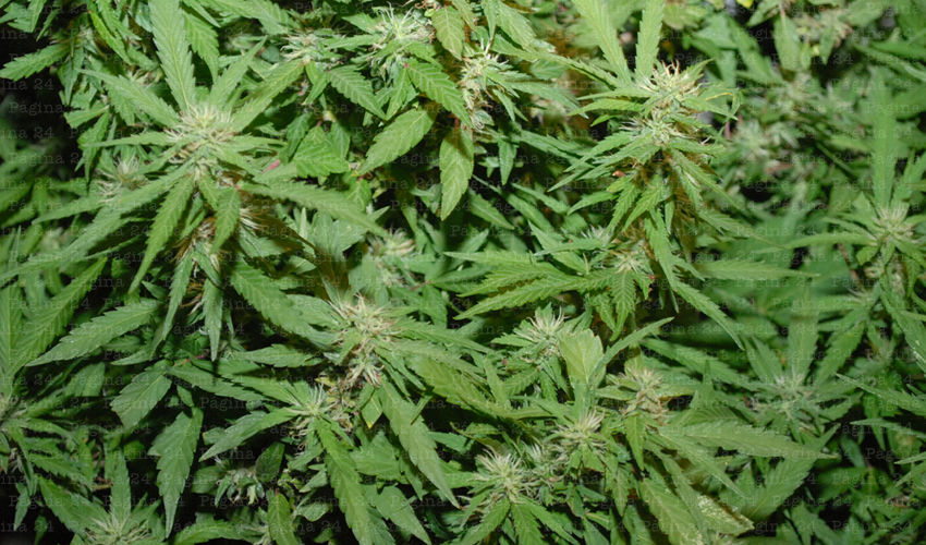 Plantean revisar minuta de Mariguana