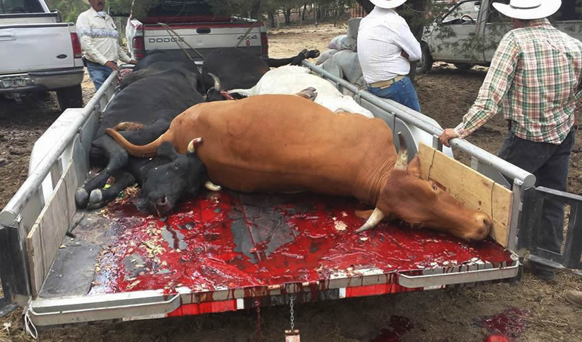 La muerte masiva de hatos ganaderos, combinado con la compra de los animales intoxicados en el rastro municipal y acaso hasta en el estatal, mantiene a la sociedad en zozobra