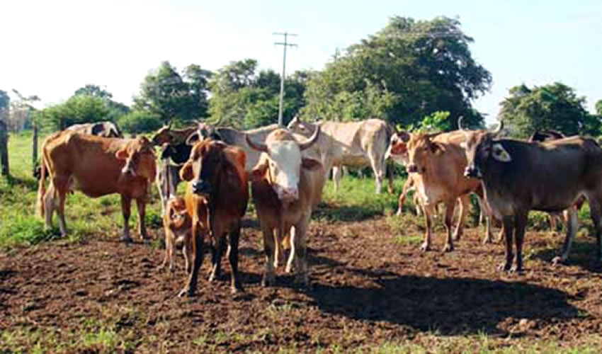 En marzo de este a&ntilde;o, pollinaza contaminada mat&oacute; a un centenar de vacas, en Zacatecas