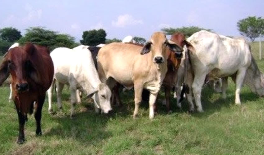 La muerte de nueve animales m&aacute;s, caus&oacute; la alarma generalizada en el gremio ganadero, pero las autoridades sanitarias le devolvi&oacute; la calma