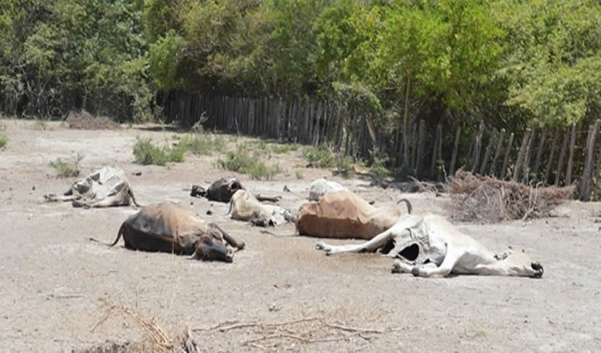 La Indemnización por la muerte de vacas y vientres será en metálico como se acordó de antemano