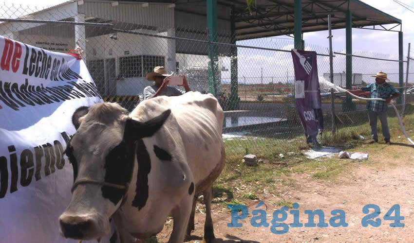 “Nuevamente nos van a obligar a entrar en una competencia entre desiguales. Las autoridades de esta dependencia no han averiguado que en México producimos nuestra leche con alimentos balanceados a base de granos”, siendo de mejor calidad que la extranjera, importada a menor costo, criticaron productores/Foto: Cortesía 