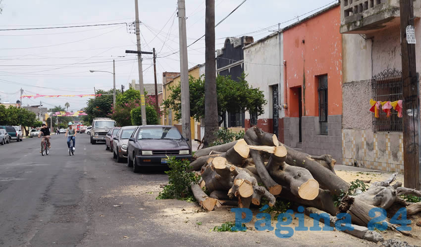 Decenas de árboles han caído con el temporal y el lento ayuntamiento tapatío no se da abasto para quitar de la ciudad los que resultan riesgosos para la población/Foto: Archivo Página 24