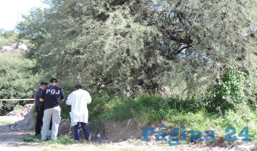 En este frondoso mezquite se colgó Gustavo Saucedo Esparza
