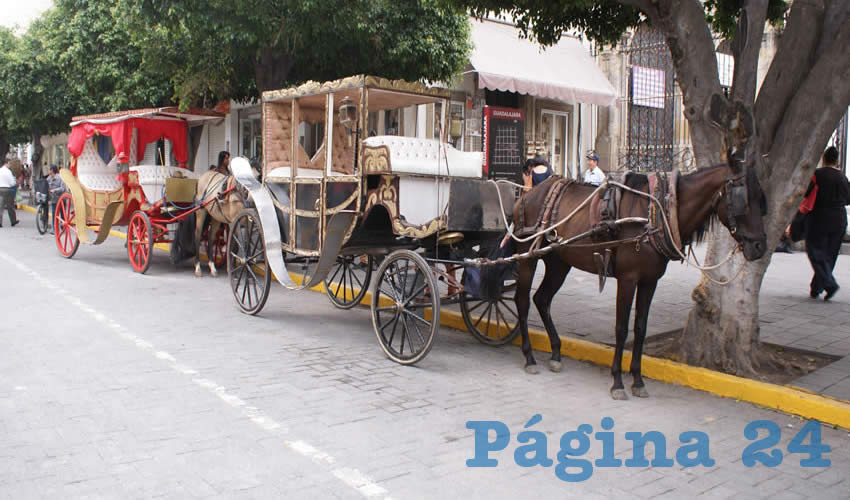 En la actualidad se encuentran acreditadas diez calandrias que cumplen con los dos requisitos básicos impuestos por el ayuntamiento: acreditar que los caballos se encuentran bien de salud, y tener un remolque para trasladarlos a descansar al final de la jornada laboral; quedan pendientes de acreditar las decenas de animales y sus carretas/Foto: Francisco Tapia