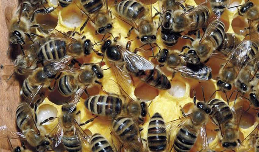 Diversas empresas han sido el recipiente de los ardides ciudadanos por la muerte de las abejas, sin embargo, no existen estudios serios sobre el tema/Foto: Cortesía