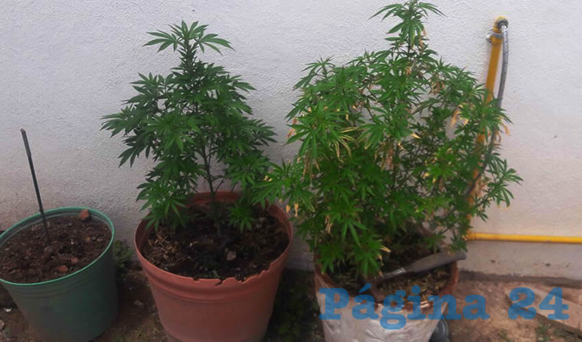Las dos plantas de mariguana que escondía en su casa Javier Esly Nájera Montoya