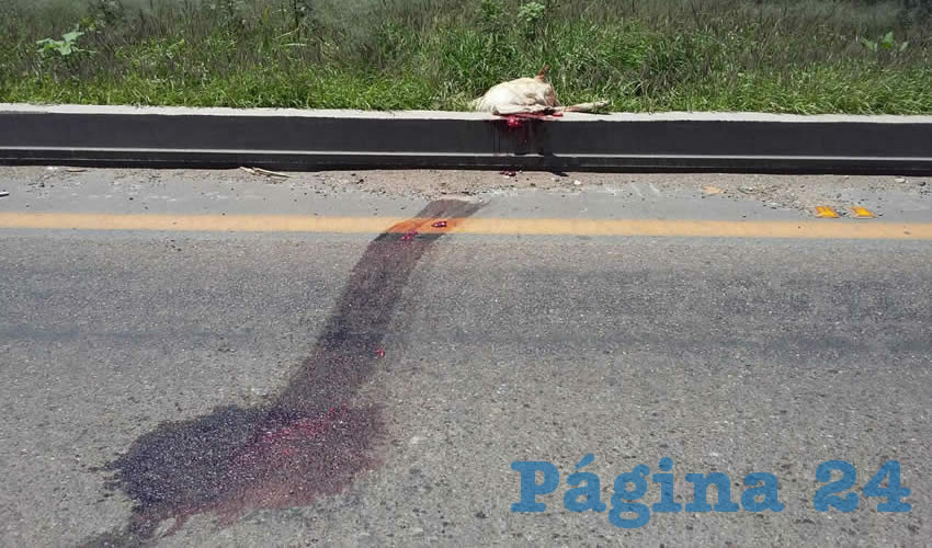 El cuerpo estaba sobre el carril izquierdo y luego del percance, fue arrastrado hasta el camell&oacute;n