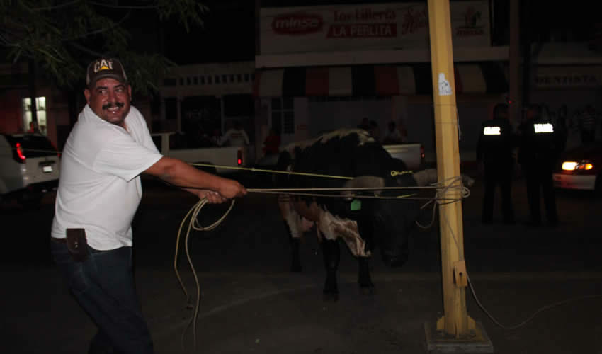Uno de los tres toros es amarrado a un poste