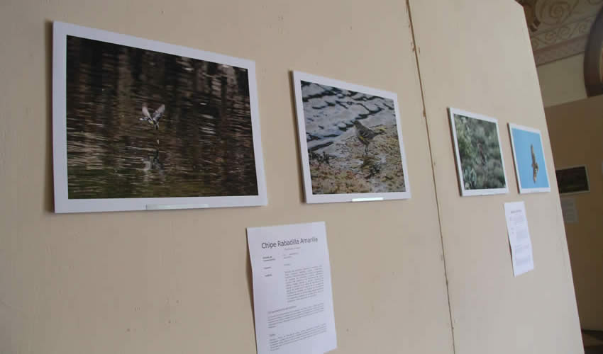 Pedro Rodríguez: “Esta obra representa casi un año y medio de trabajo (como lo evidencia la aparición de especies de todas las estaciones), la mayor parte en trabajo decampo, la paciencia don obligado en el fotógrafo de naturaleza” (Foto: Rocío Castro)