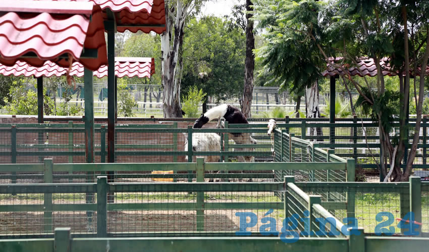 Los dueños de zoológicos no están obligados a señalar las causas de la muerte (Foto: Eddylberto Luévano Santillán)