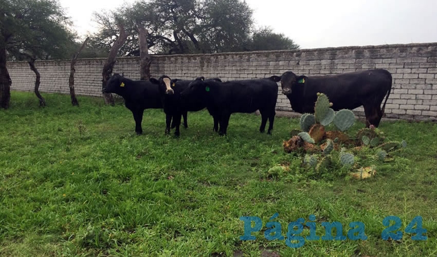 La raza Simmangus que es única en su tipo a nivel mundial, cruza de dos tipos de animal: el Simmental, que aporta la calidad materna, con facilidad para la ordeña, las crías son más pesadas, y la raza Angus, que da la calidad de la carne/Foto: Cortesía 