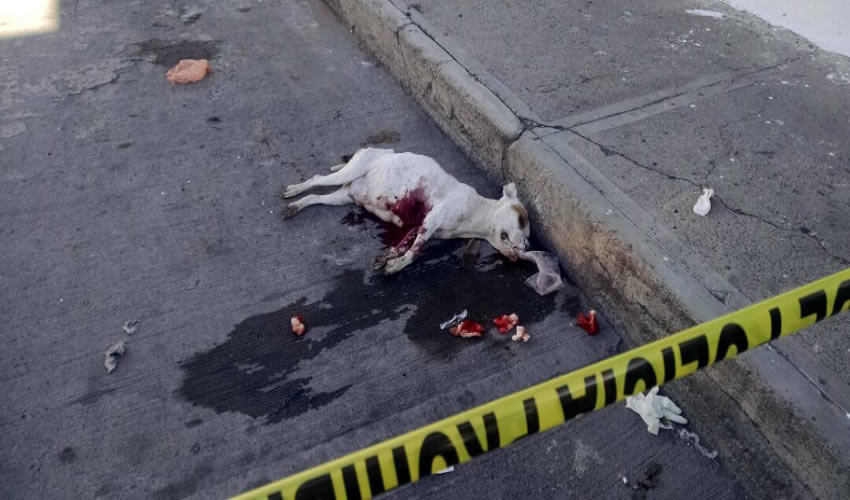 La perra pitbull muri&oacute; tras recibir un balazo de rifle