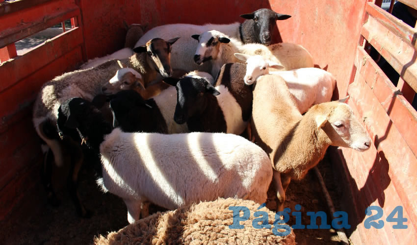Doce borregos pintos, entre otros animales, fuerpon recuperados