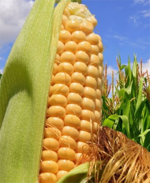 Aunque México es el primer productor de maíz blanco en el mundo, tiene que importar de Estados Unidos la variante amarilla del grano, lo que lo pone en desventaja con el vecino país del norte; por esto se anunciaron estrategias para fortalecer el sector/Foto: Cortesía 