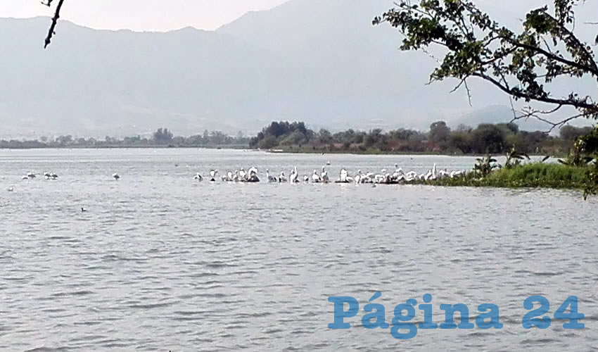 La presa La Vega es un destino paradisiaco que cuenta con mil 950 hectáreas y una gran cantidad de especies de aves y anfibios que se pueden observar desde la orilla; sin embargo, pese a encontrarse en las inmediaciones de otro destino turístico, los Guachimontones/Fotos: Francisco Andalón López 