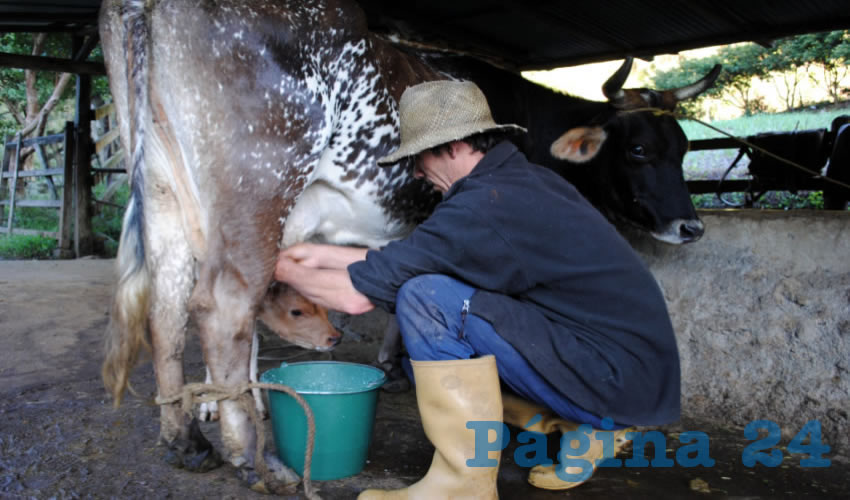 “En 2016, por efecto del TLCAN, los productores lecheros absorbimos un alto quebranto económico equivalente a 15 mil millones de pesos, el valor de la pérdida de 600 mil cabezas de ganado y costos más altos que los precios”, tronó Álvaro González Muñoz, dirigente nacional de los productores lecheros/Foto: Cortesía 