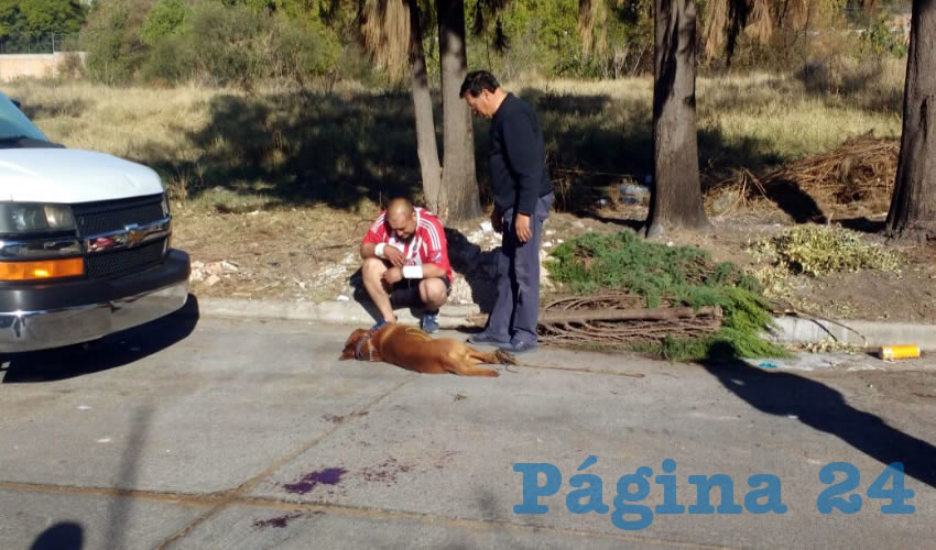 Juan Martín de Luna Quezada, inconsolable ante la muerte de su perro