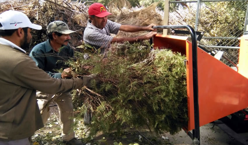 Los &aacute;rboles que se utilizaron como adorno navide&ntilde;o se acopian para su trituraci&oacute;n y uso como composta