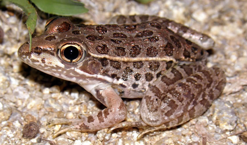 Además de animales, en el estado hay plantas y hongos en riesgo