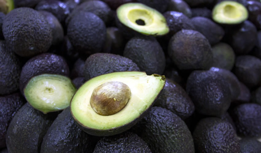 A nivel internacional, Jalisco ocupa el quinto lugar en producción de aguacate hass, pues supera a países como España, Israel, Sudáfrica y Australia, entre otros; se equipara con California y está cerca de Perú y Chile/Foto: Cuartoscuro
