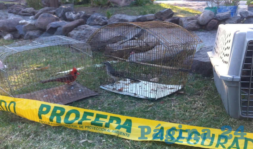 Los ejemplares presentaban severos síntomas de desnutrición y malos cuidados, y en el predio no hubo quien constatara la legítima propiedad; dos de los animales están protegidos por leyes ambientales/Foto: Cortesía