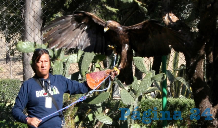 A través de la técnica de cetrería se logra recuperar el ave y su posterior reinserción a su hábitat natural