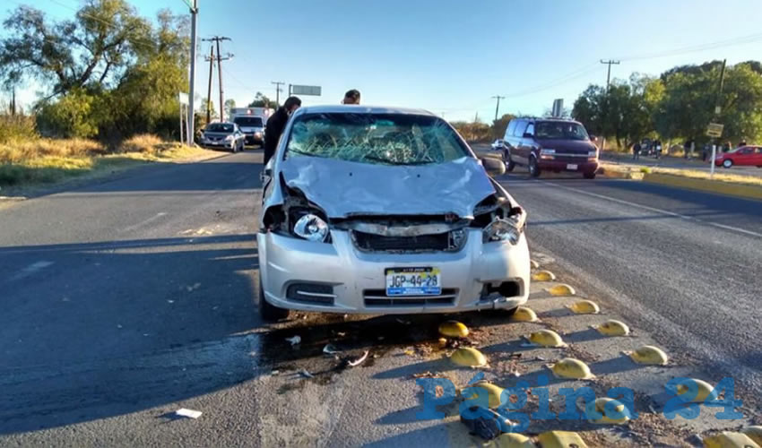 El auto quedó destrozado y la vaca se retiró tranquilamente