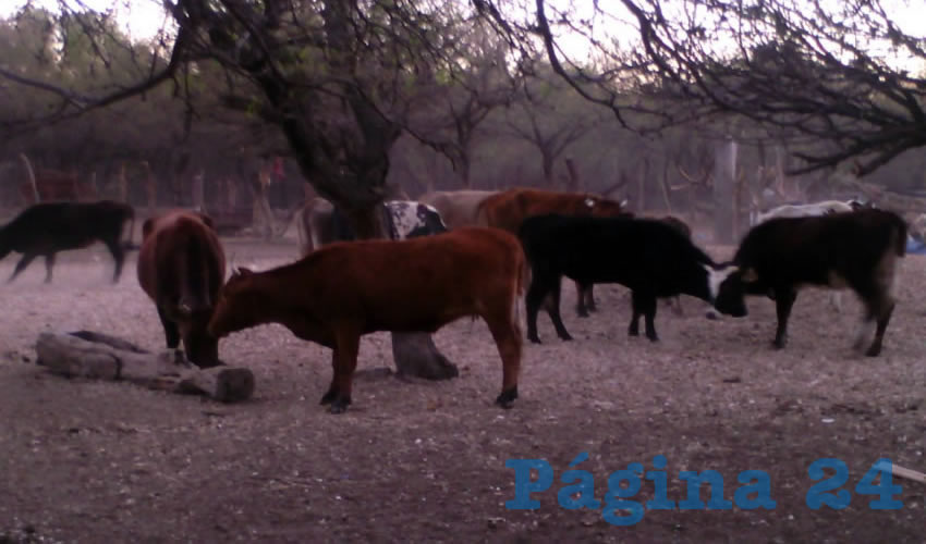 Los animales que localiz&oacute; la Polic&iacute;a Ministerial en el Barrio de Cholula, Tepezal&aacute;