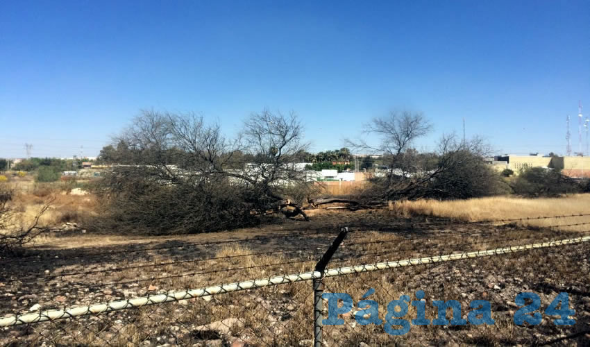 Fueron derribados los mezquites que se hallaban en el predio ubicado entre Plaza Espacio y la Direcci&oacute;n de Bomberos Municipal