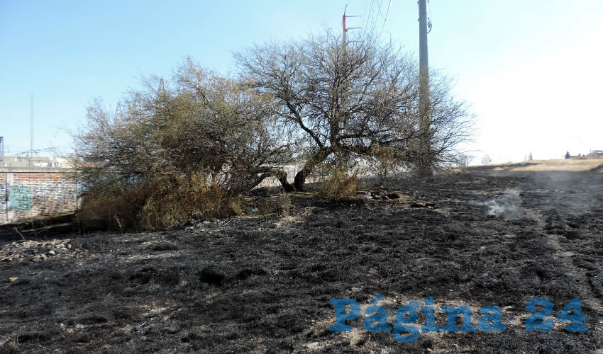 Bajo este árbol descansaba Arturo Martínez Díaz