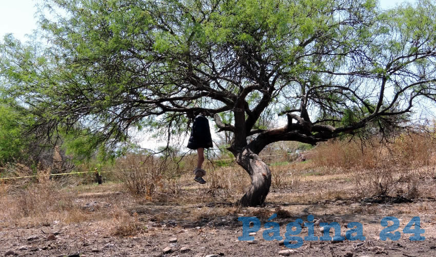 En un terreno aledaño al fraccionamiento Pintores Mexicanos, se colgó de un árbol Ángel de Jesús Alfaro Ontiveros