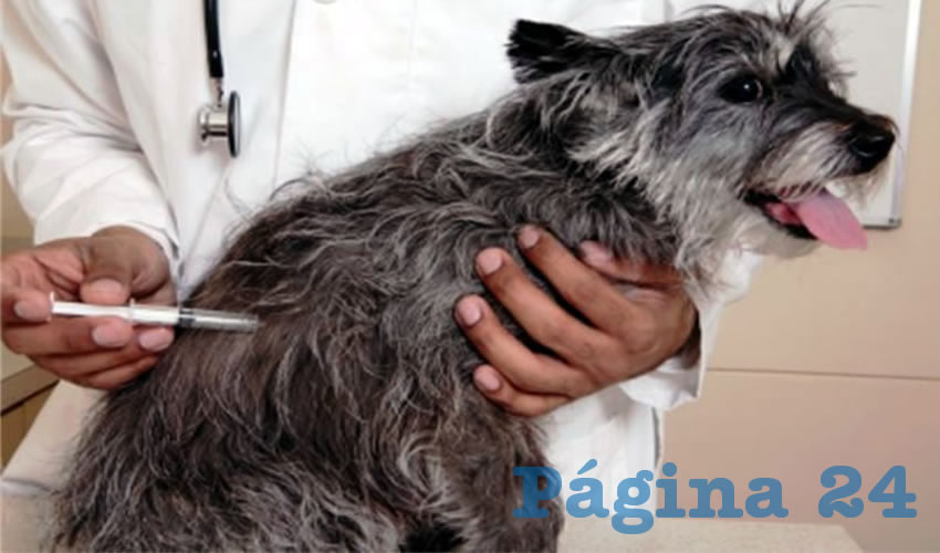 Desde 1988 no se presentan casos de rabia humana y desde 1992 se erradicó la Rabia canina