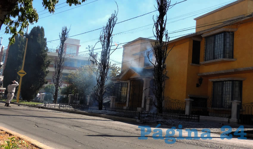 Tres de los pinos perdieron todas sus hojas y las ramas y el tallo quedaron calcinados