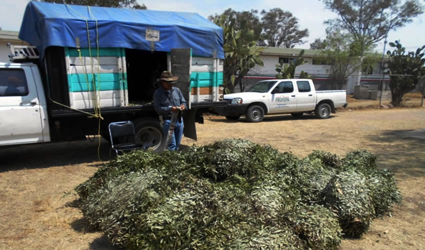 Realiza Profepa recorridos de inspecci&oacute;n y vigilancia en municipios de la entidad para prevenir aprovechamiento ilegal del laurel