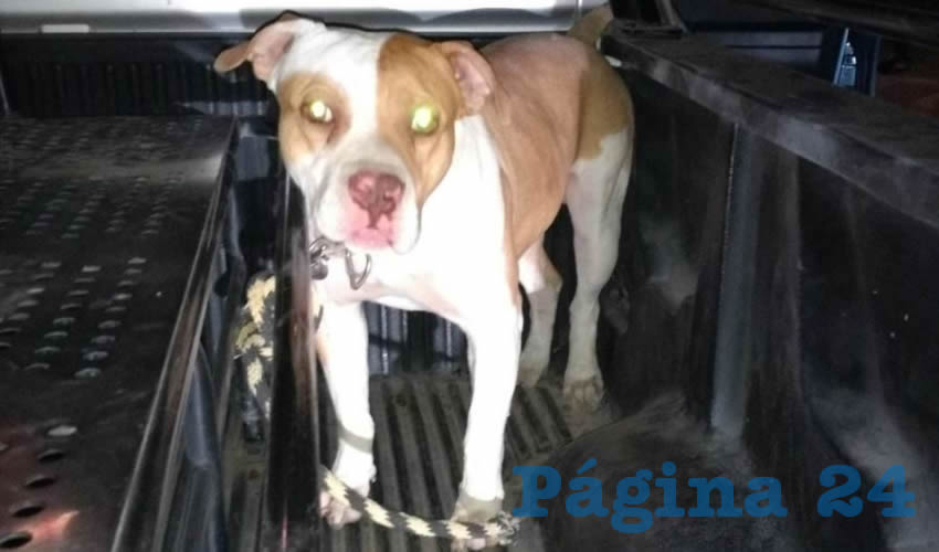 El año pasado se presentaron cuarenta quejas por agresiones de las mascotas hacia personas o hacia otras mascotas, principalmente por mordida