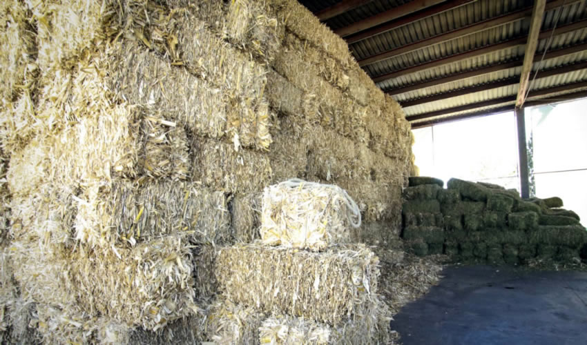 UAA investiga microbiodiversidad en ensilaje de ma&iacute;z para proponer biocontrol contra aflatoxinas