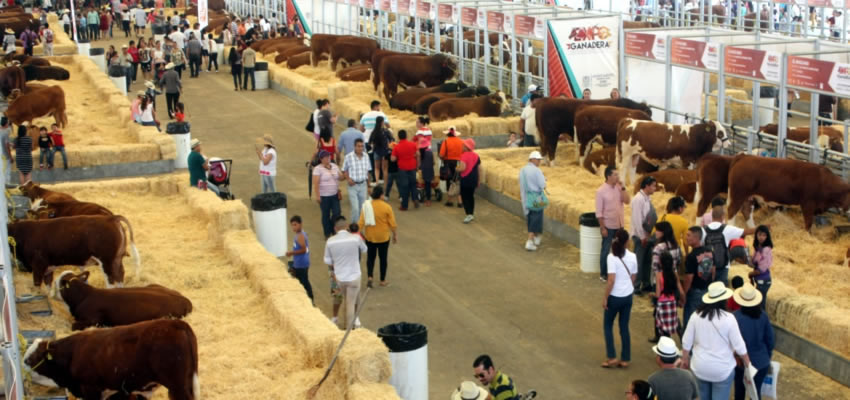 Esta exposici&oacute;n es uno de los grandes atractivos de la verbena abrile&ntilde;a y tiene lugar en la Megavelaria de la Isla San Marcos