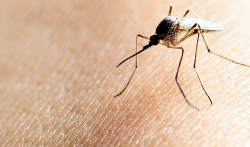 El Sector Salud convoca a la población a tomar medidas preventivas para evitar picaduras del mosquito transmisor