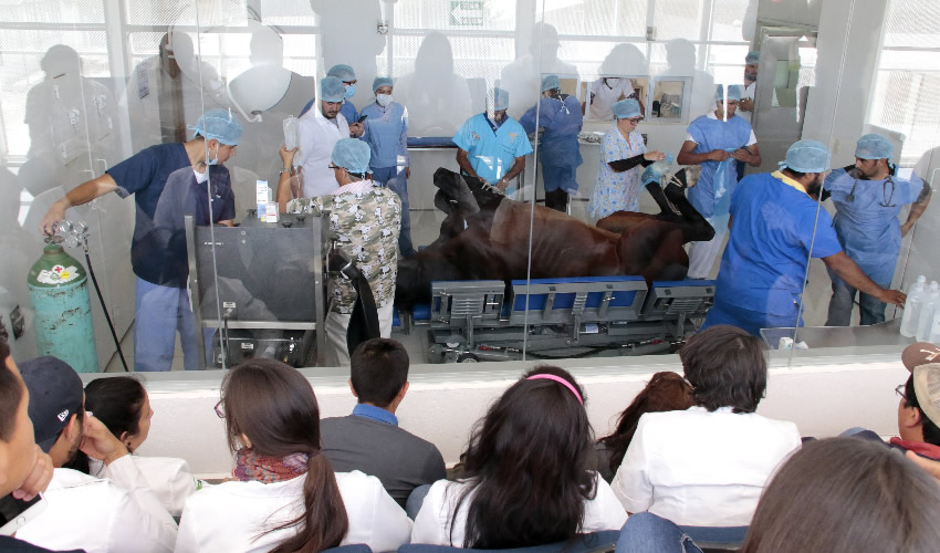 Hospital Veterinario de la UAA atiende emergencias médicas para grandes especies, cuenta con un quirófano y equipo de imagenología de última tecnología