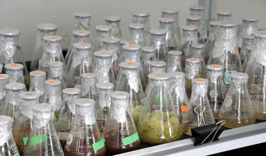 Estos compuestos pueden ser utilizados en la producci&oacute;n de medicamentos para prevenir enfermedades cardiovasculares, industria agr&iacute;cola y cosm&eacute;tica
