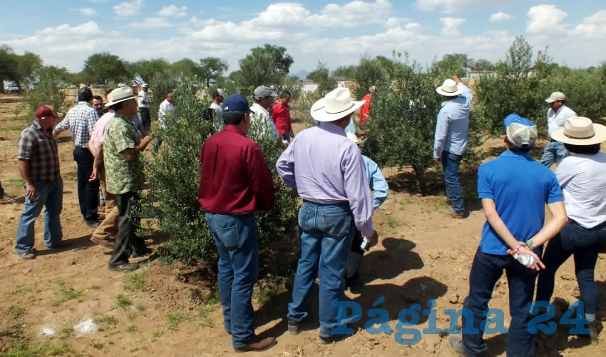 En parcela demostrativa los productores recibieron una presentaci&oacute;n de la rentabilidad del cultivo y del procesamiento para obtener aceite