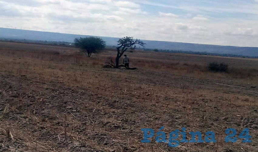 En un &aacute;rbol situado entre campos de cultivo, se colg&oacute; Francisco Medina Ram&iacute;rez