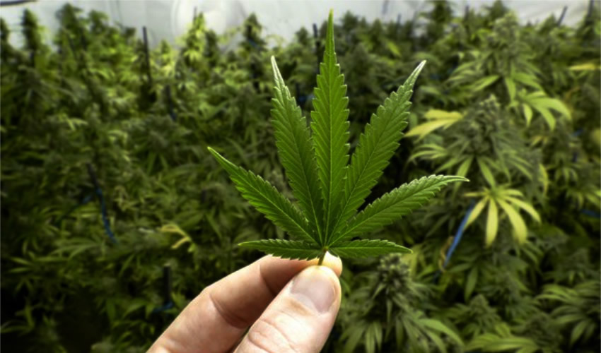La SSA ve Oportunidad Para Cannabis