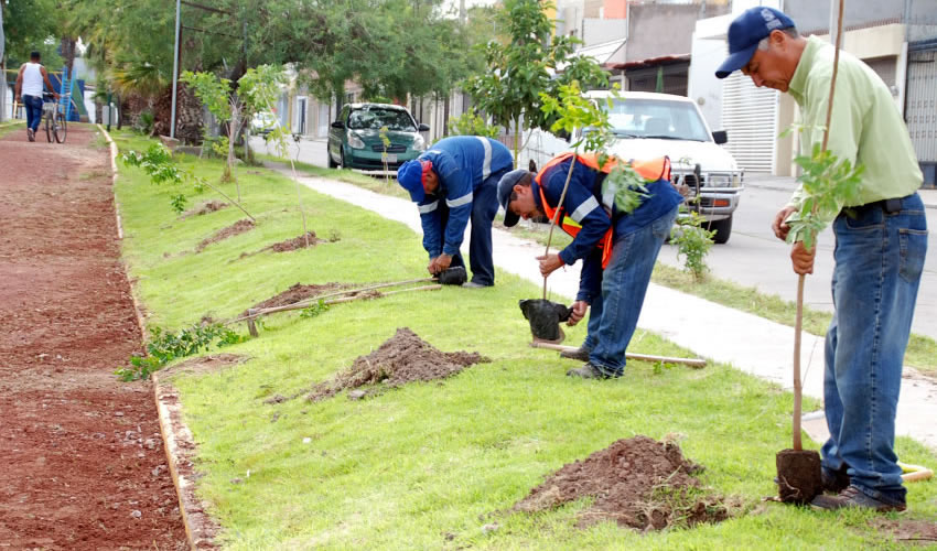 El &eacute;xito de la plantaci&oacute;n derivan diferentes servicios ambientales que proporciona la vegetaci&oacute;n