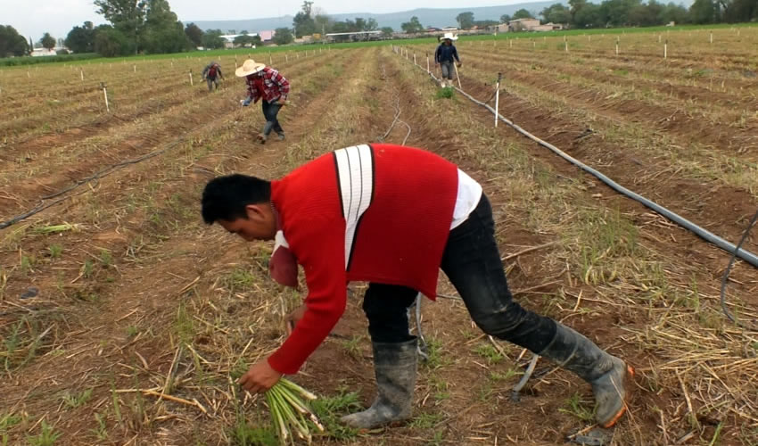 Gobierno del Estado apoyará para que se establezcan 120 hectáreas adicionales que estarán en producción para el próximo año